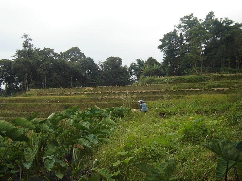 生態圖