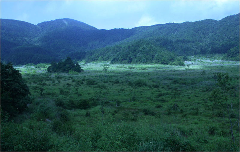 望東洋高山濕地