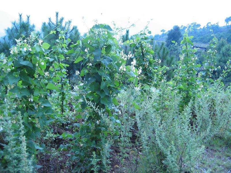 長樑上社白芸豆特色產業