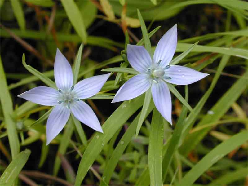 大花肋柱花