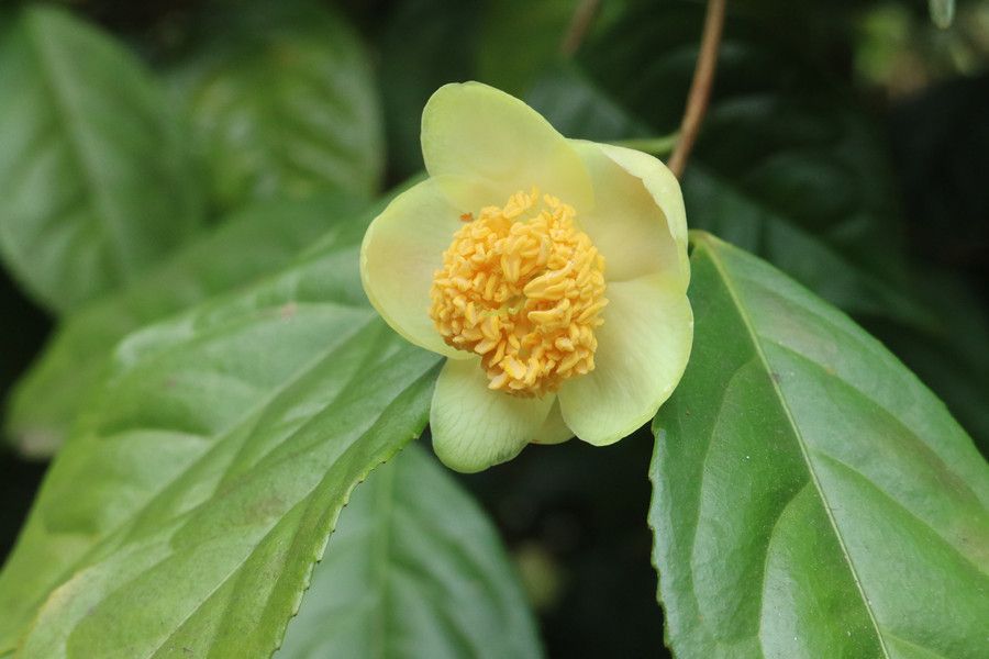 紅頂金花茶無性系29號