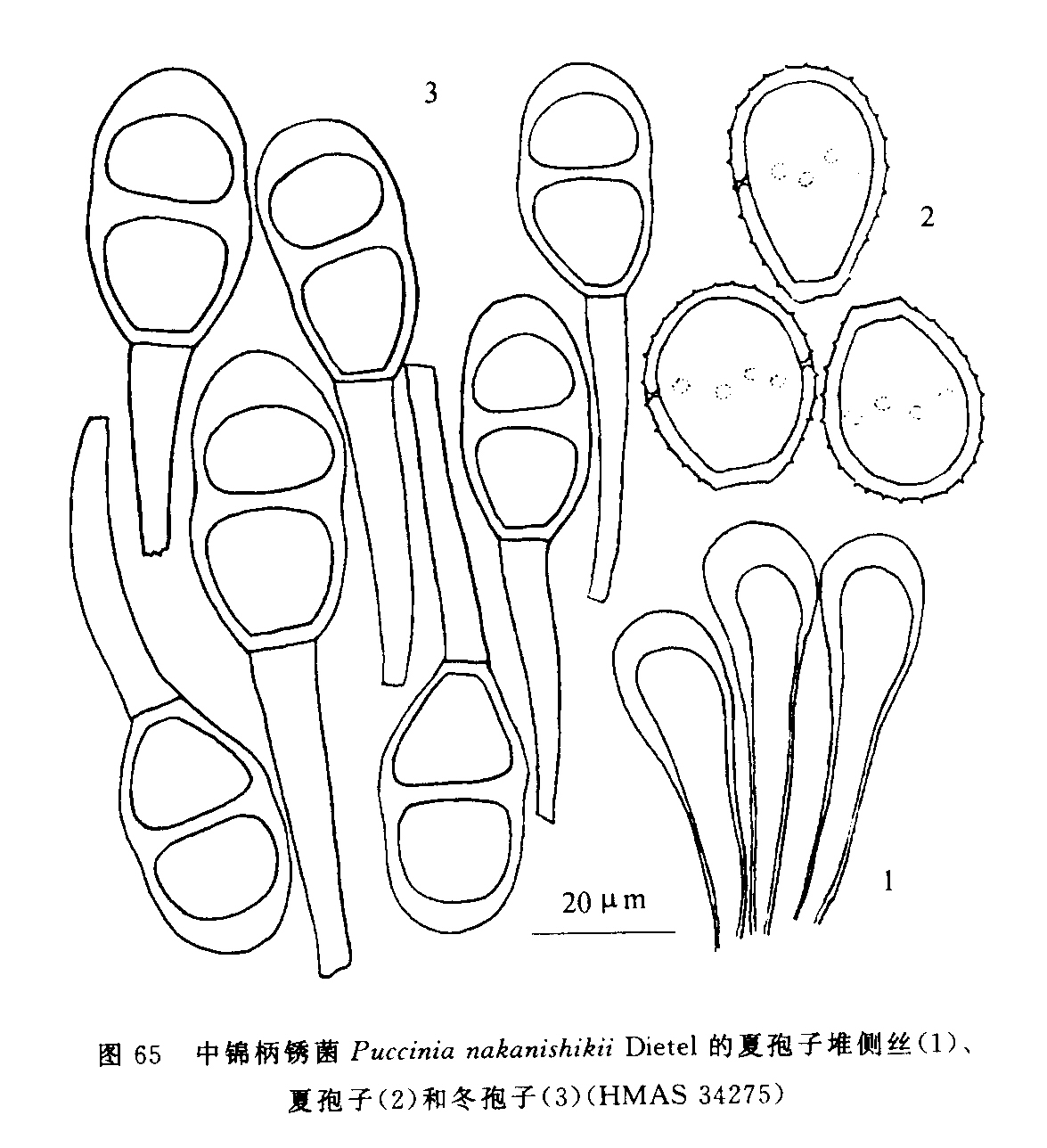 中錦柄鏽菌