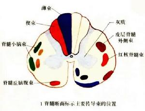 神經通路