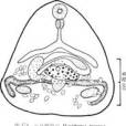 小馬蹄吸蟲