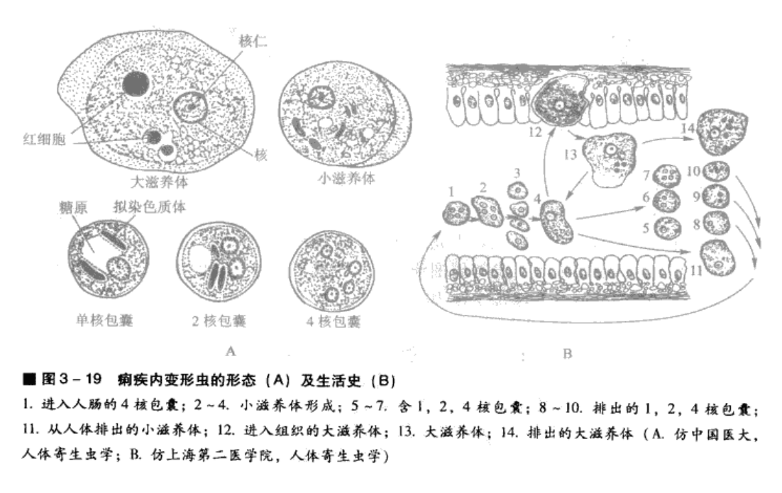 根足亞綱