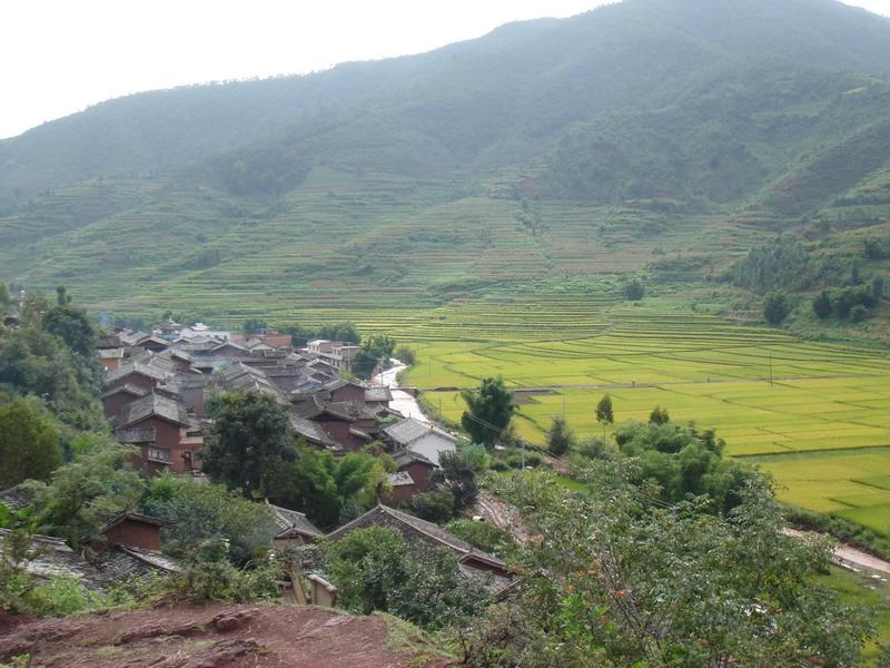 大茶樹全景