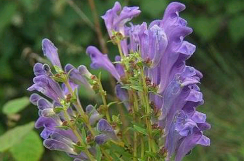 龍頭黃芩（原變種）