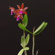 Cattleya bicolor