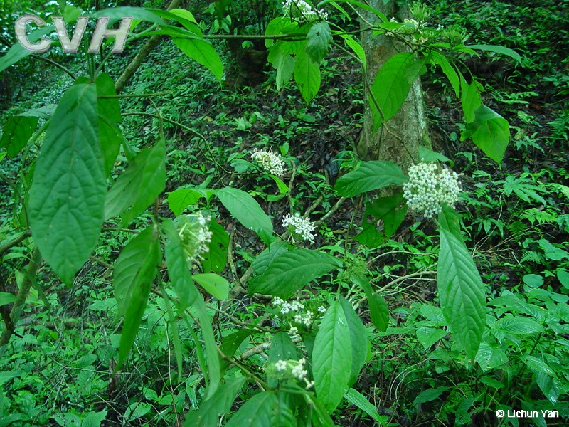 長柱山丹