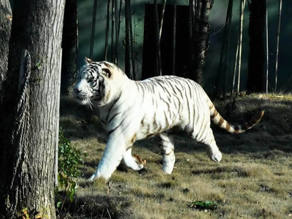 長沙生態動物園