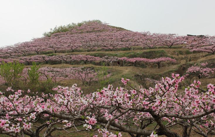 內鄉油桃溝