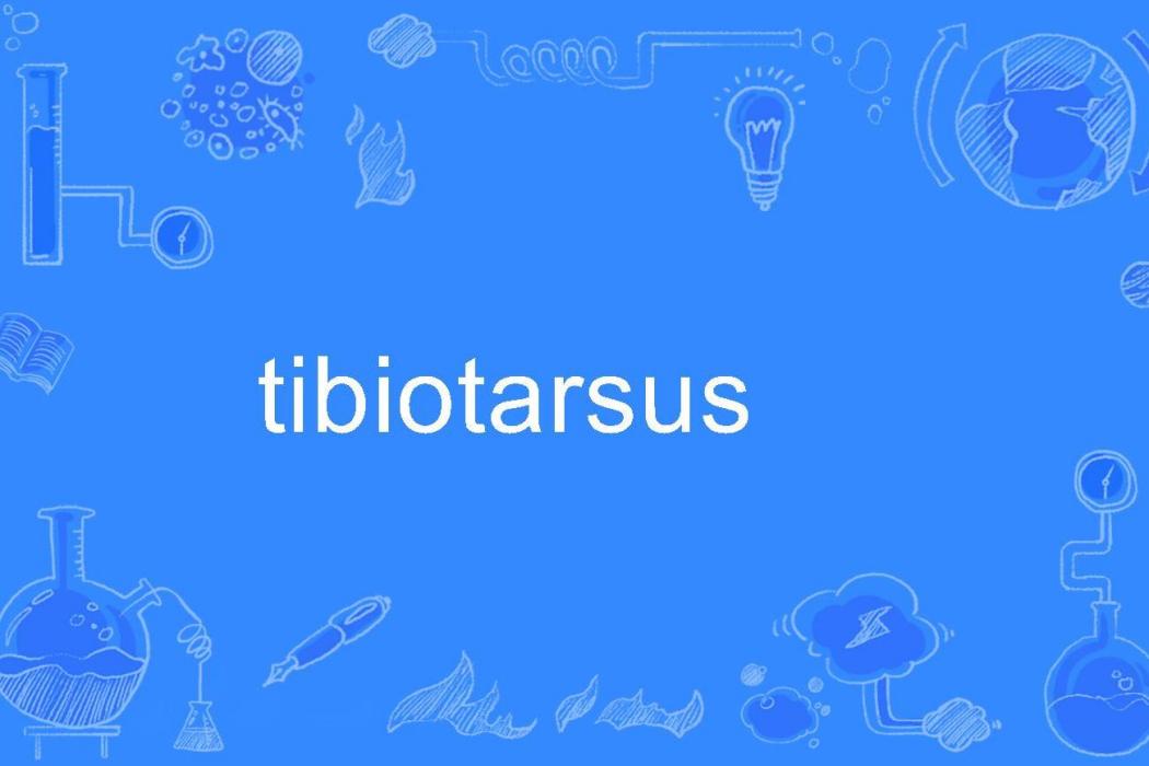 tibiotarsus