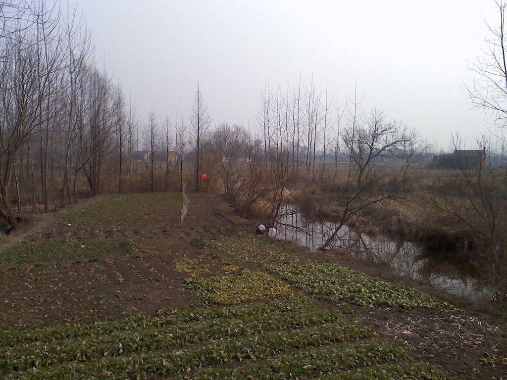 大王村(陝西省鹹陽市秦都區雙照街道辦事處大王村)