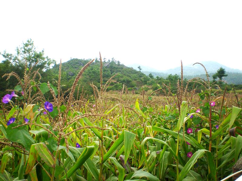 種植業