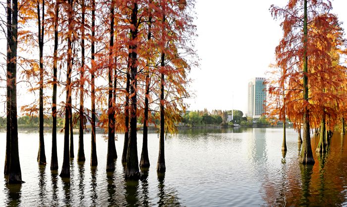 遺愛湖國家濕地公園