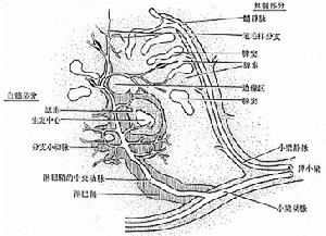 脾功能亢進症