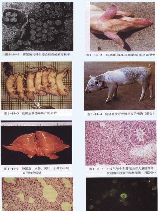 豬繁殖與呼吸綜合徵(豬繁殖與呼吸道綜合徵)