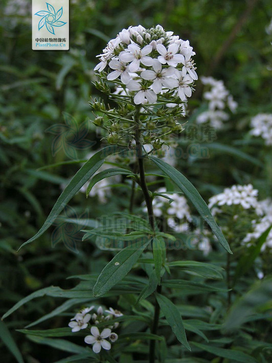 狹葉珍珠菜