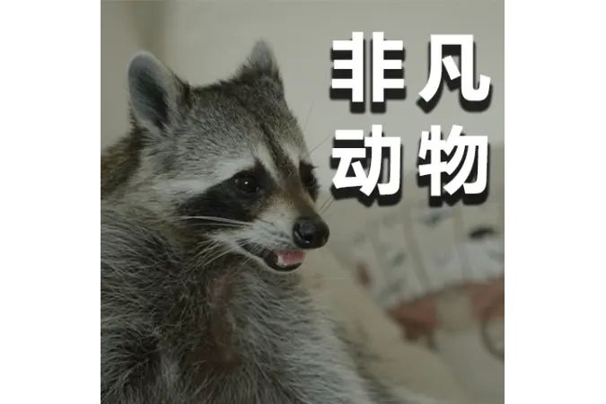 非凡動物