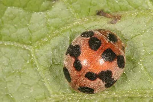 中華食植瓢蟲