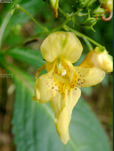 金鳳花(鳳仙花屬植物)