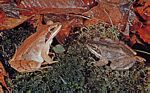林蛙(Rana sylvatica)
