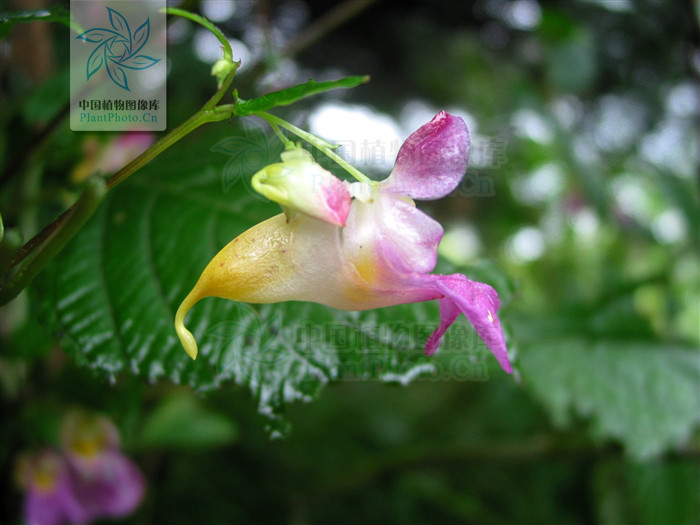 窄萼鳳仙花(窄萼鳳仙花（原變種）)