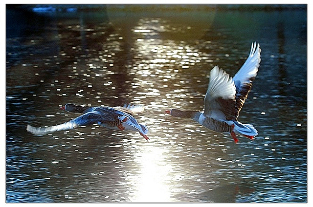 鳥與夢飛翔