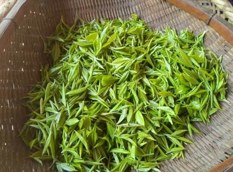 崇慶枇杷茶(崇州龍門貢茶)