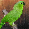 綠頰鸚鵡