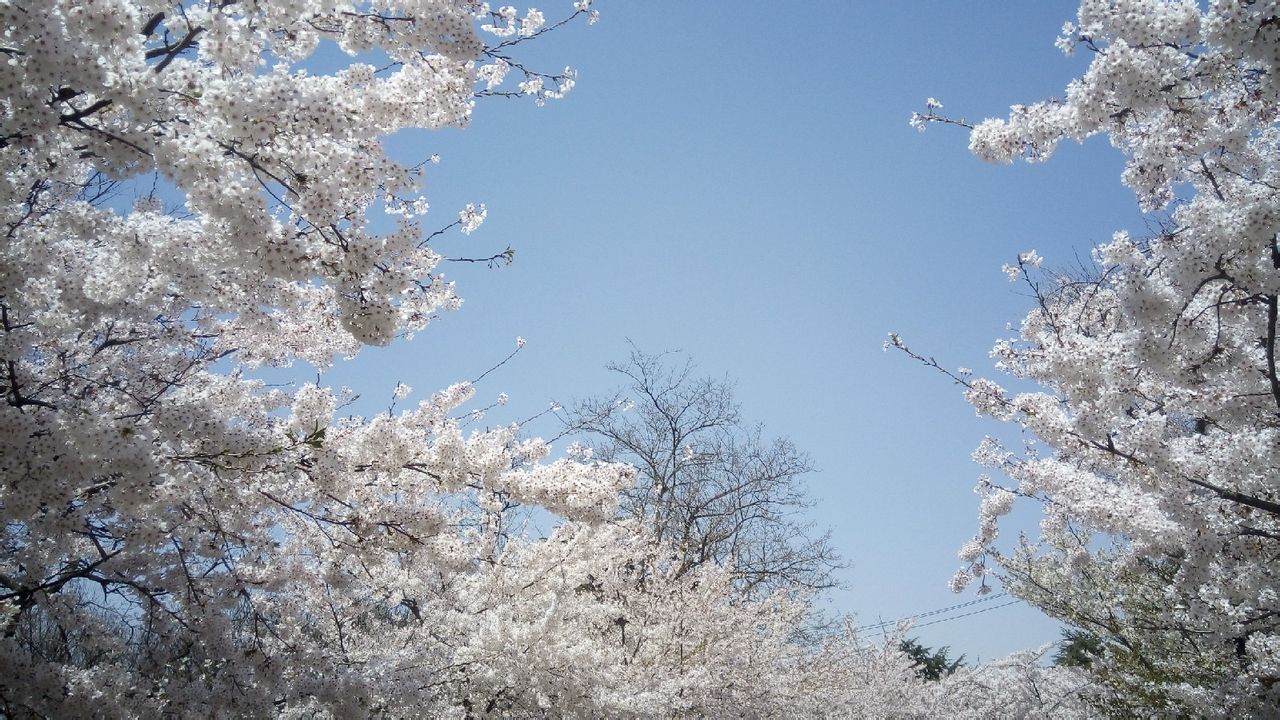 櫻花大道