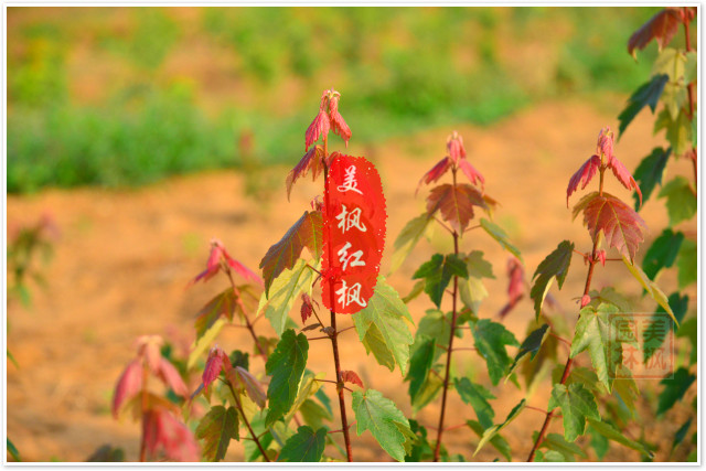 夏日紅楓