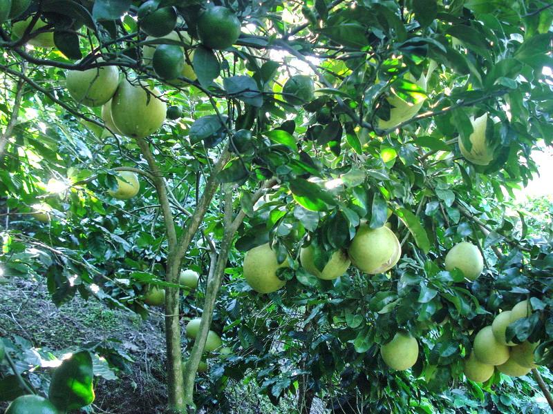 庫老村橘子種植業