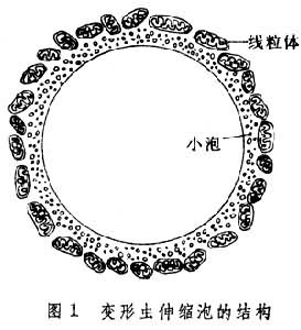 排泄