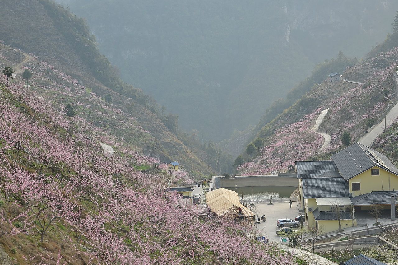 桃花寨