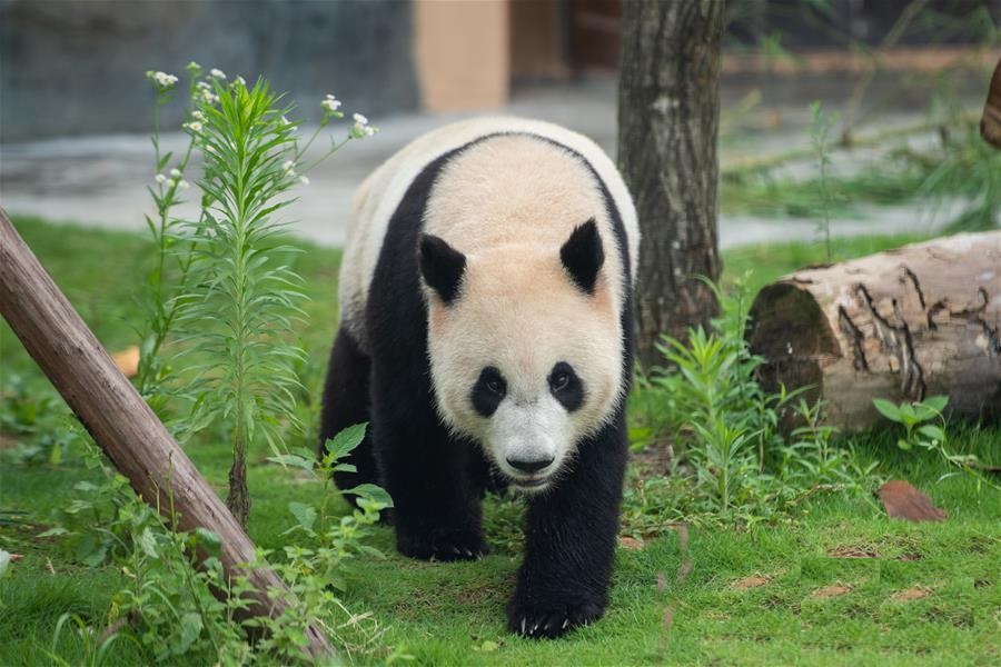 鳳凰中華大熊貓苑