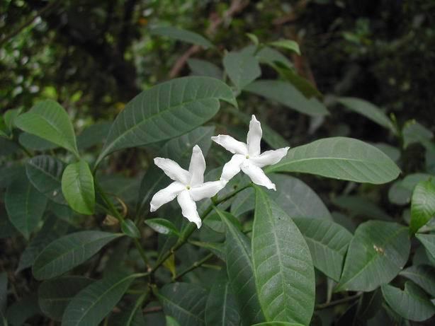 台灣狗牙花