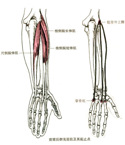 尺側腕伸肌