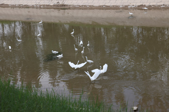 小開河上的鳥兒