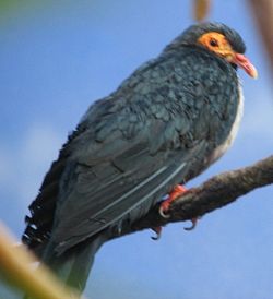 裸眶山鳩