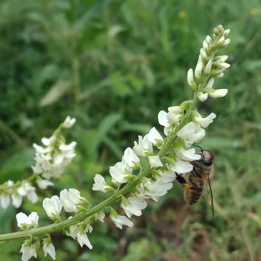 宕昌縣采蜜的中華蜂