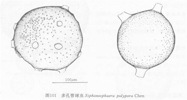 多孔管球蟲