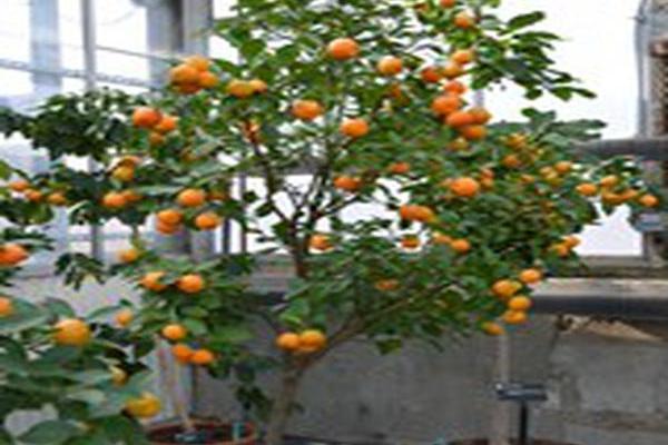 Citrus × microcarpa