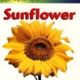 向日葵Sunflower