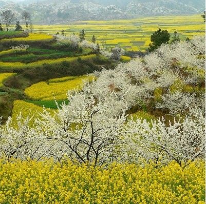 樂芒村