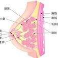 乳房囊性增生病