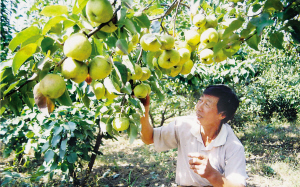 瞻榆鎮