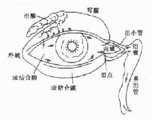 眼結膜