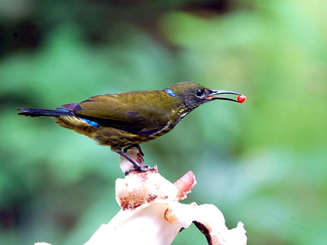 藍枕花蜜鳥