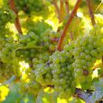 Pinot Gris